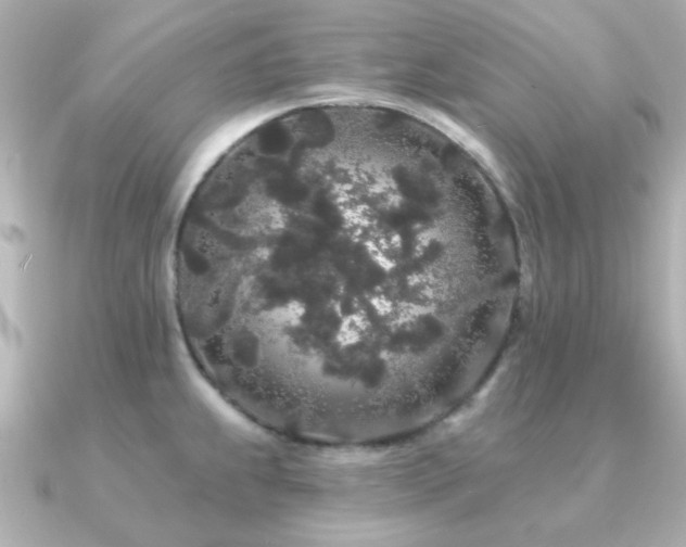 X0000091191239200708091243