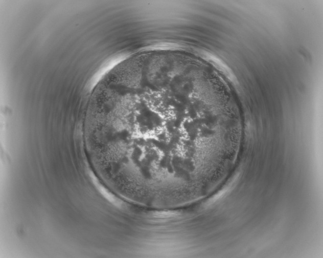 X0000091191425200708091241