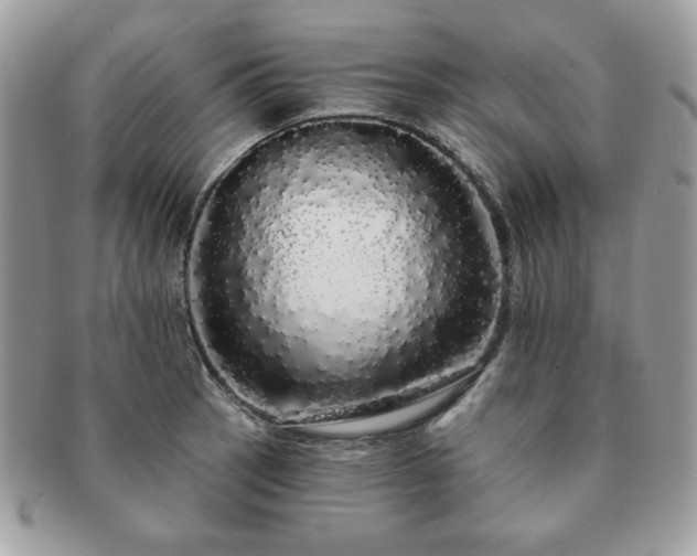 X0000091191137200708161544