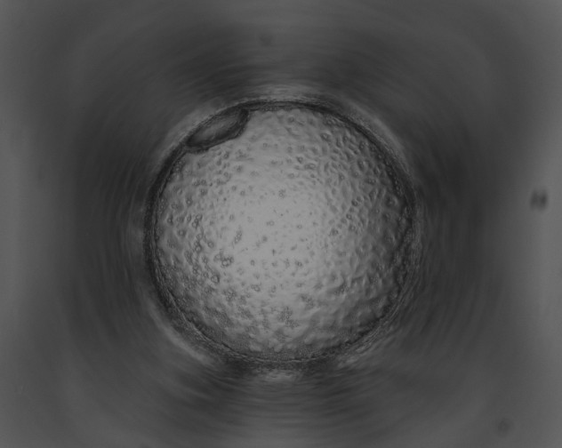 X0000091190155200708301244