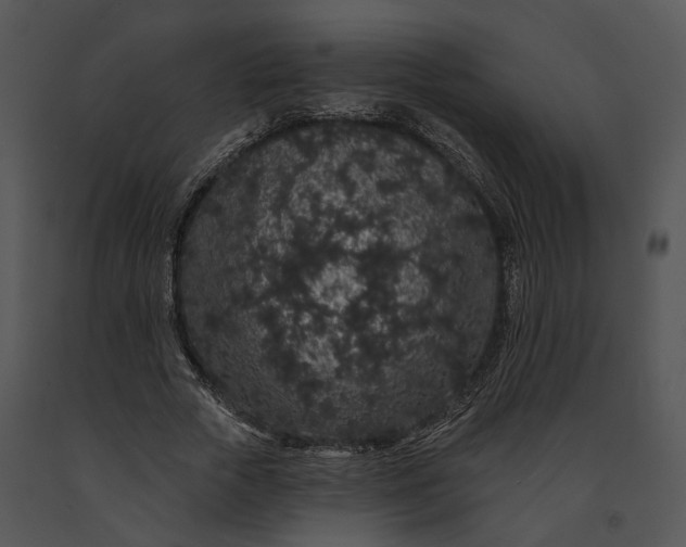 X0000091190729200708301236