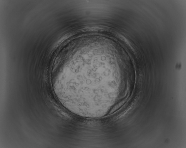 X0000091190778200708301236