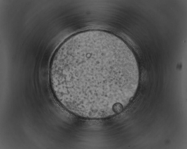 X0000091190836200708301235