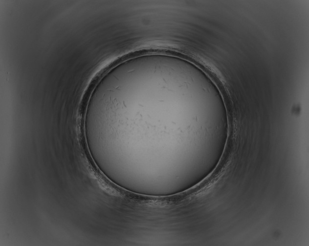 X0000091191029200708301233