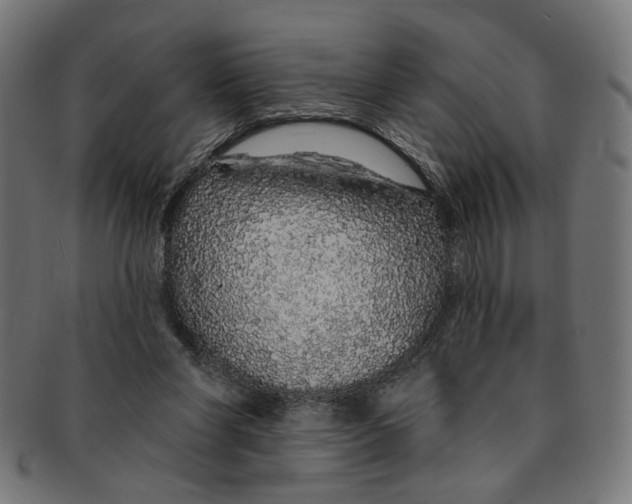 X0000091190206200709061020