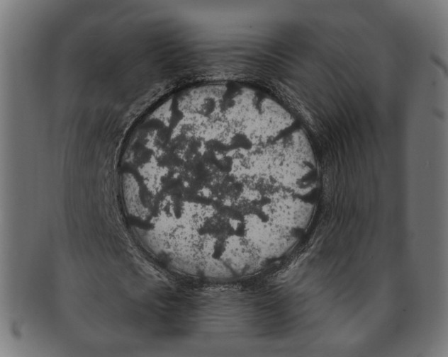 X0000091190721200709061013