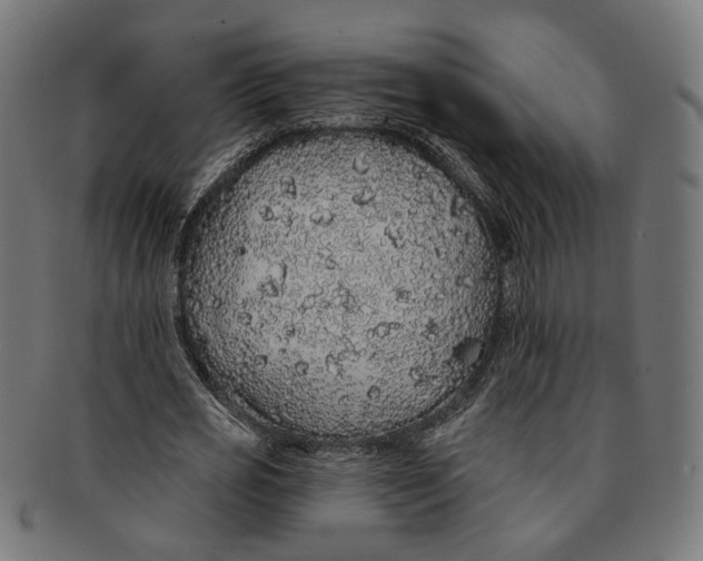 X0000091190725200709061013