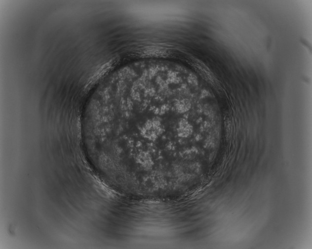 X0000091190729200709061013