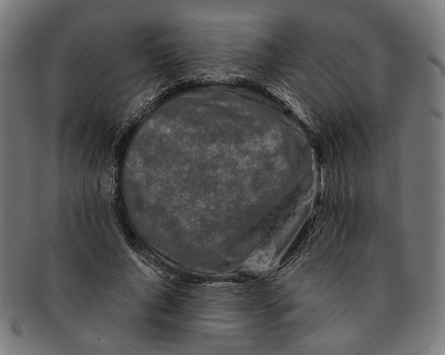 X0000091190736200709061013