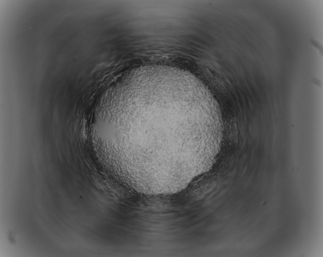 X0000091190962200709061010