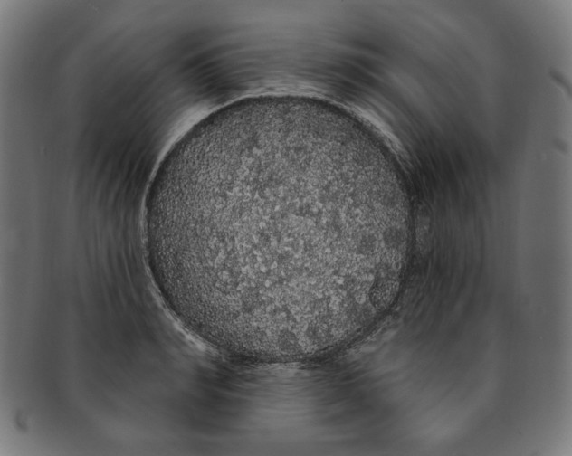 X0000091190990200709061010