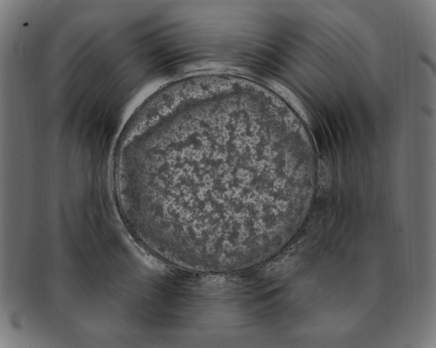 X0000091191098200709061009