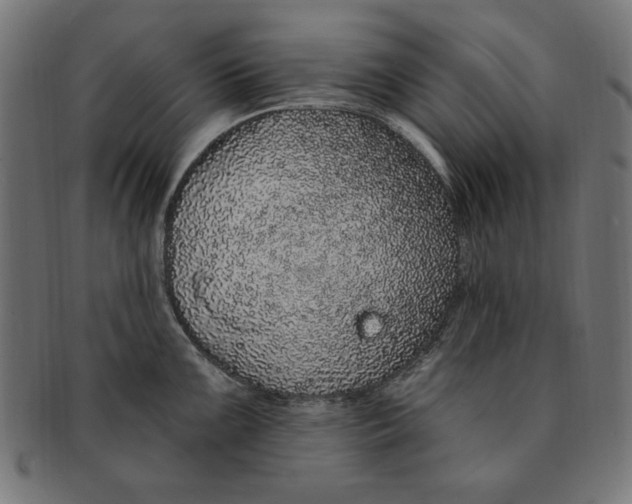 X0000091191099200709061009