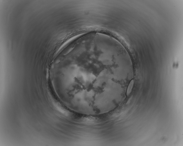 X0000091210069200708091355