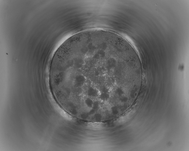 X0000091210859200708091346