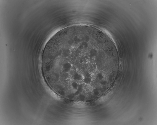X0000091210859200708161541