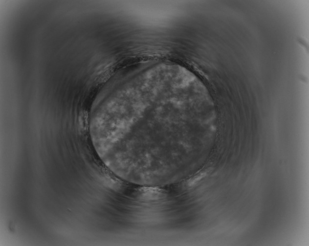 X0000091210528200709061442