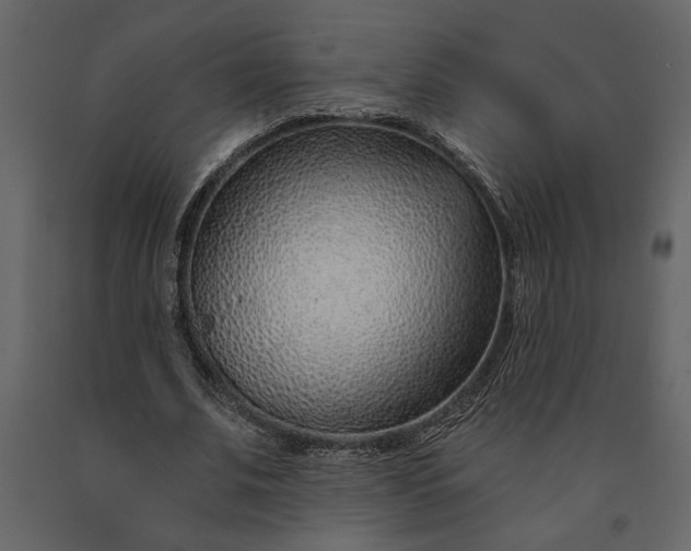 X0000091230679200708231655