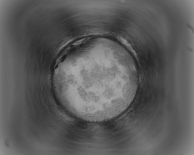 X0000091230249200709061525