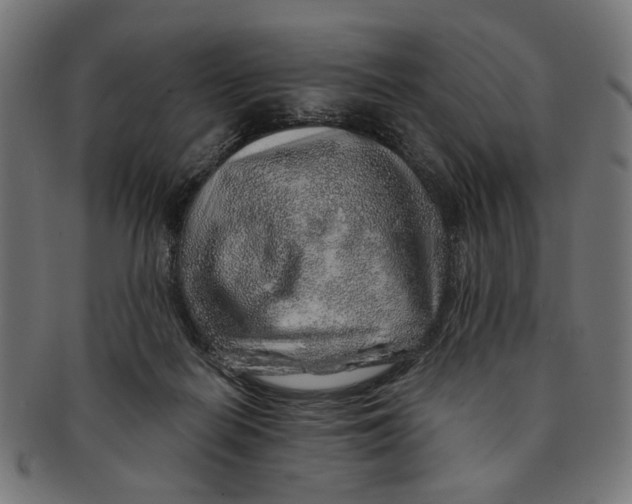 X0000091230266200709061525