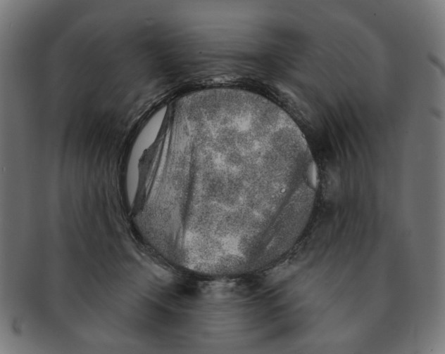 X0000091230366200709061524