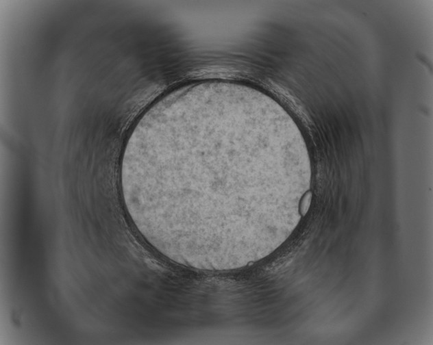 X0000091230529200709061521