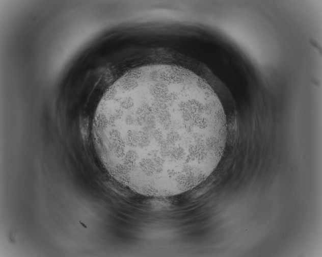 X0000091230765200709061519