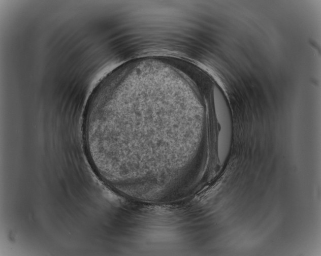 X0000091230995200709061515