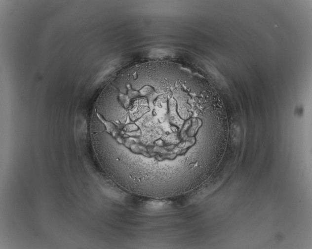 X0000091240375200708161741