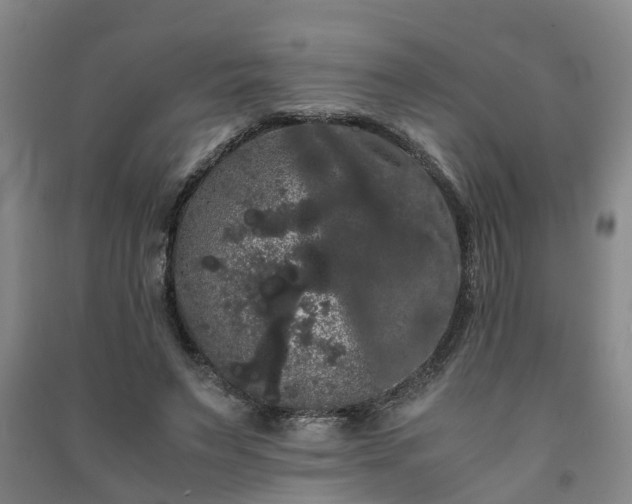 X0000091240495200708161739