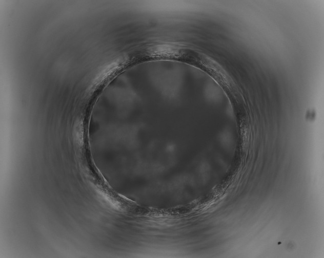 X0000091240729200708161735