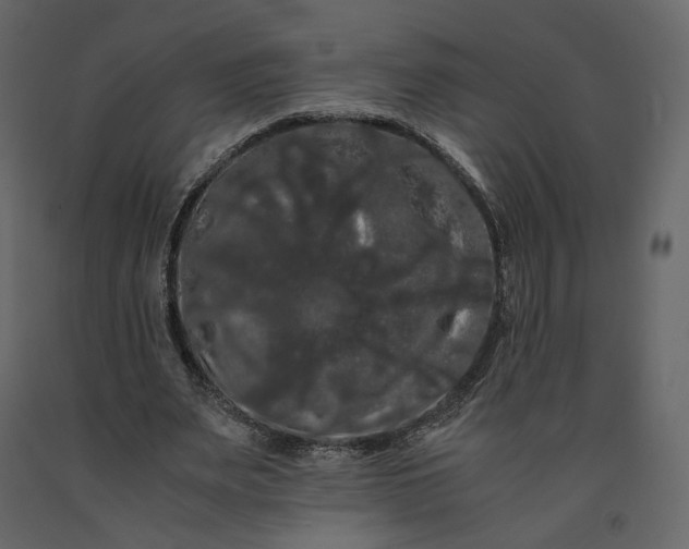 X0000091240487200708231721