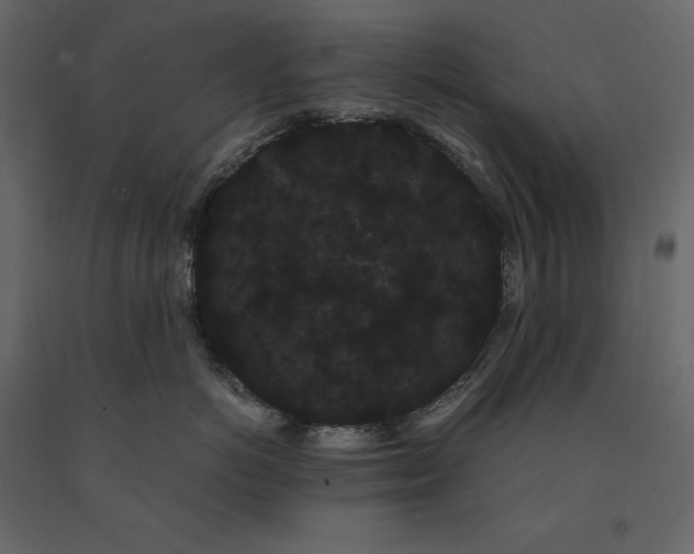 X0000091240766200708231717