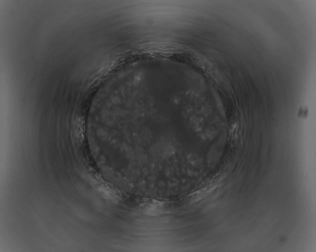 X0000091240772200708231716