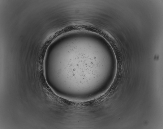 X0000091240775200708231716