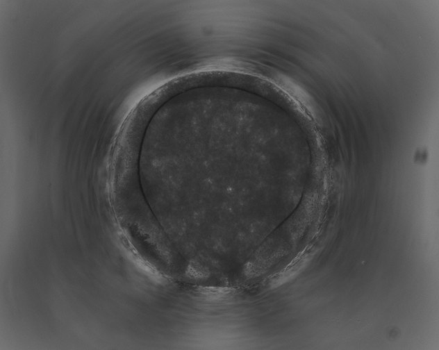 X0000091240854200708231715