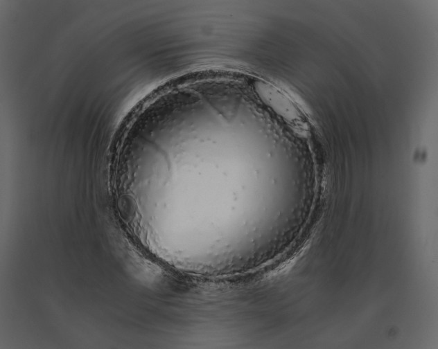 X0000091240877200708231715