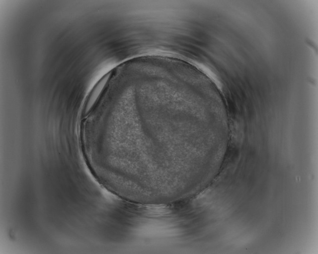 X0000091241007200708301534