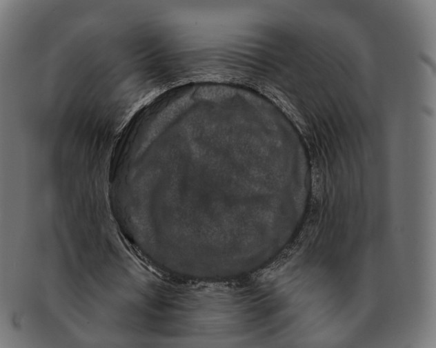 X0000091240434200709061543
