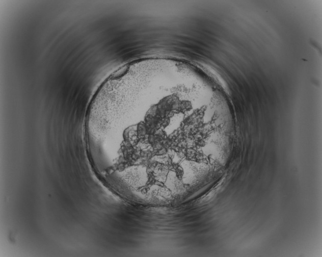 X0000091240855200709061538