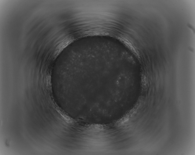 X0000091240881200709061538