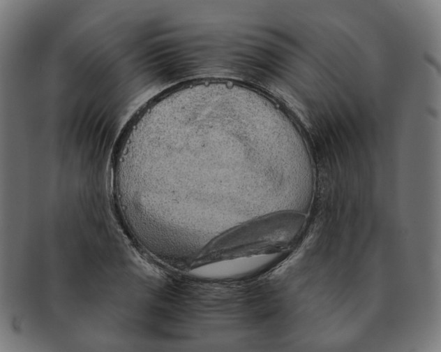 X0000091241125200709061534