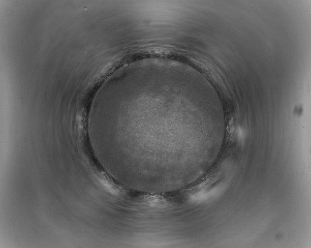 X0000091290424200708101250