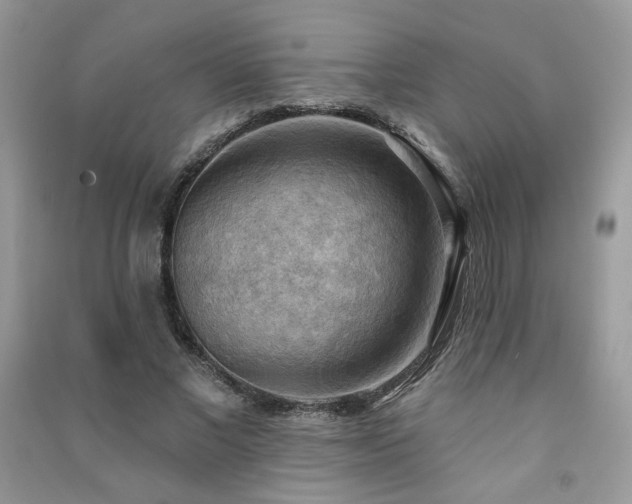 X0000091290685200708101246