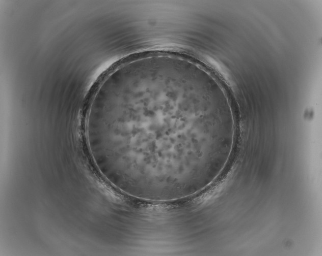 X0000091290875200708101244