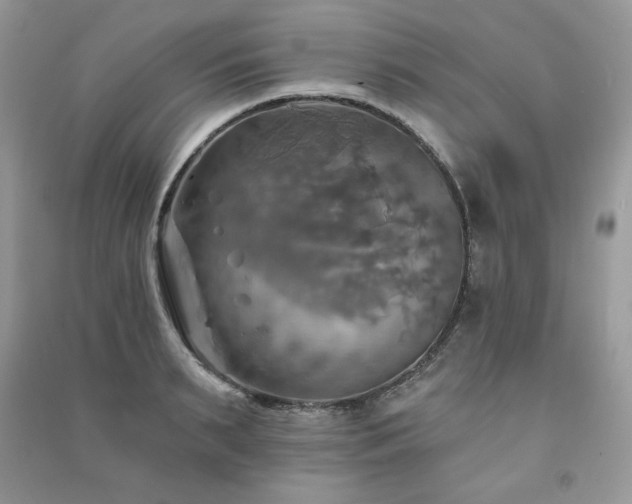 X0000091290895200708101244