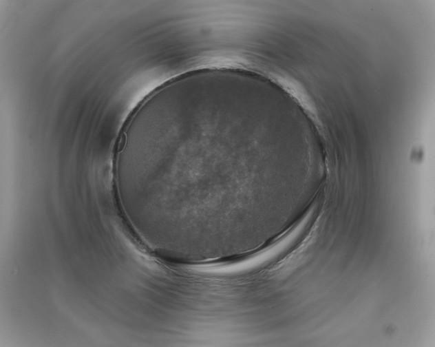 X0000091291226200708101239