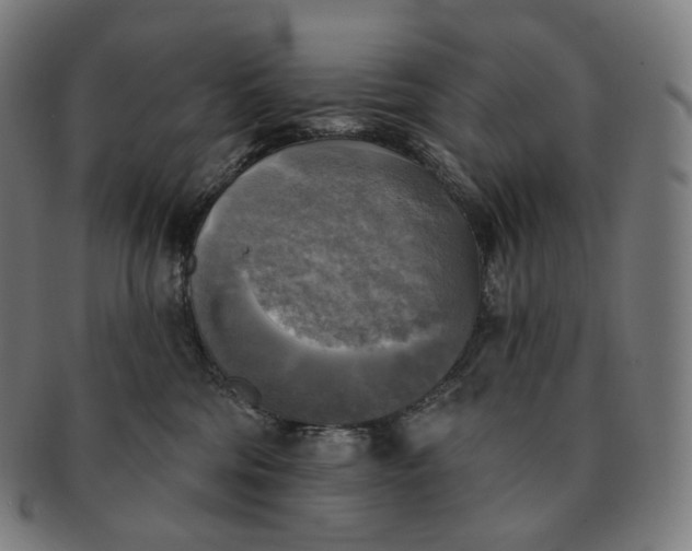 X0000091290330200708241035