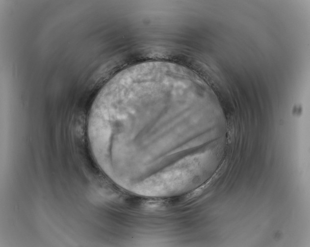 X0000091290175200709071040