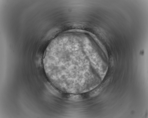 X0000091290185200709071040